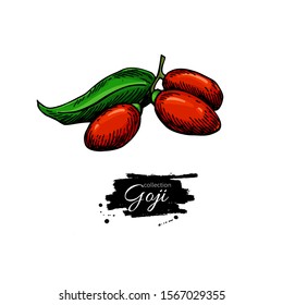 Goji berry vector superfood drawing. Isolated hand drawn illustration on white background. Organic healthy food. Great for banner, poster, label, sign