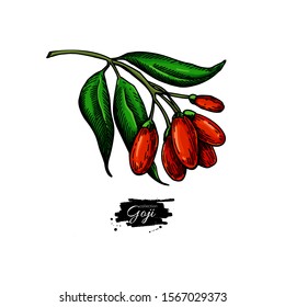 Goji berry vector superfood drawing. Isolated hand drawn illustration on white background. Organic healthy food. Great for banner, poster, label, sign