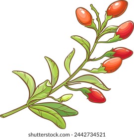 Goji Branch Colored Detailed Illustration