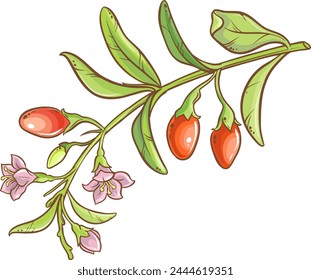Goji Branch Colored Detailed Illustration