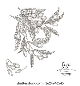 Goji branch with leaves and berries isolated on white background. Goji berry hand drawn. Vector illustration botanical. Detailed sketch style.