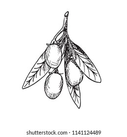 Goji, hand drawn doodle, sketch, outline black and white vector illustration