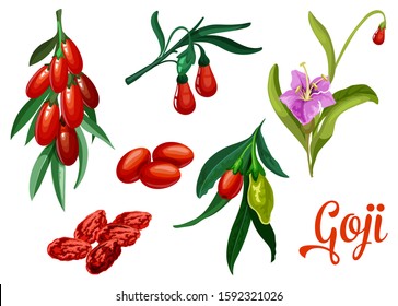 Goji plant berries, vector botanical design of barberry or wolfberry fruits. Natural organic super food and healthy nutrition dried goji berries for product package design