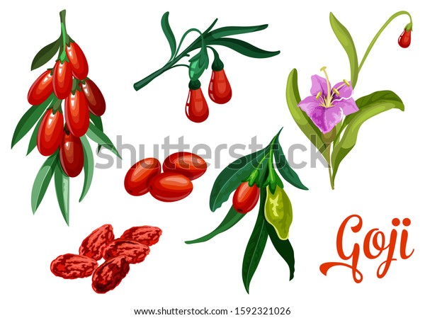 Goji Plant Berries Vector Botanical Design Stock Vector Royalty Free 1592321026