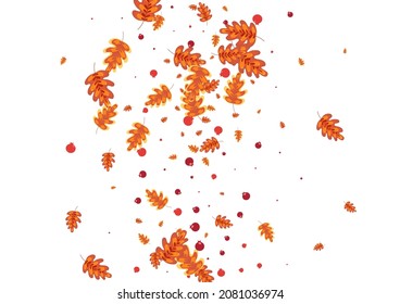 Gold Acorn Background White Vector. Leaves Elm Set. Orange Plant. Forest Illustration. Red Oak Gradation.