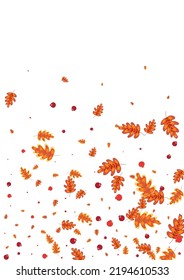 Gold Acorn Background White Vector. Leaves Gradation Set. Green Oak. School Illustration. Brown Plant Image.