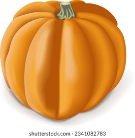 Gold acorn squash or Honey bear squash. Tuffy squash. Winter squash. Cucurbita pepo. Fruits and vegetables. Isolated vector illustration.