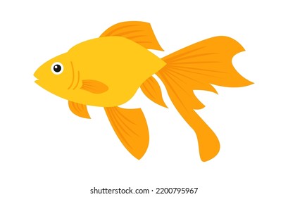 Gold aquarium fish. Vector illustration