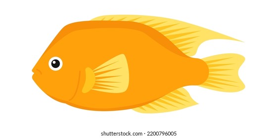 Gold aquarium fish. Vector illustration