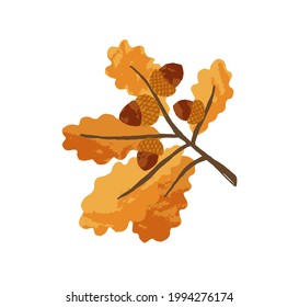 Gold autumn leaves and acorns on oak tree branch. Sprig with fall leaf and nuts of quercus. Yellow september twig of foliage plant. Flat vector illustration isolated on white background