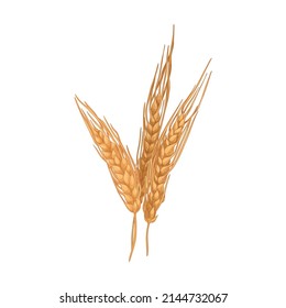 Gold barley, cereal spikelet with seed ears and spikes. Farm field crop, agriculture plant. Vintage botanical drawing. Realistic hand-drawn vector illustration isolated on white background.