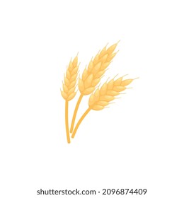 Icono de grano de la cebada de oro. Planta de pan de trigo, esbozo de color realista. Espiga de oreja de centeno o malta, aislada sobre fondo blanco, logotipo o etiqueta de la cosecha de otoño.