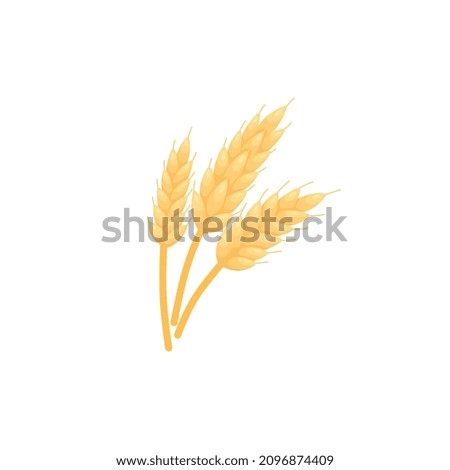Gold Barley grain icon. Wheat bread plant, realistic color sketch. Rye or malt ear spike, isolated on white background, autumn harvest logo or label.