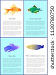 Gold and betta fishes colorful vector banners set, illustration of green tiger barb and blue striped tamarin, aquatic citizens with bright glossy skin