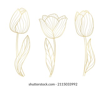 Gold blossom tulips. Bloom golden lines floral elements, elegant spring tulip with leaf. Isolated botanical art, spring summer seasonal vector garden set