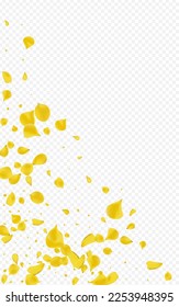 Gold Cherry Fly Vector Transparent Background. Japanese Peach Pattern. Lemon Flower Spring Texture. Canary Lotus Flying Design.