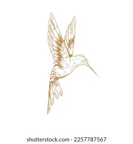 gold colored hummingbird illustration design, logo design