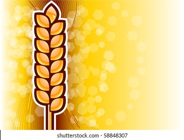 gold corn on the background