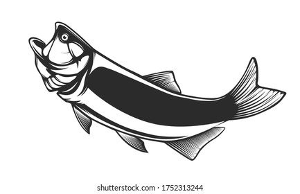 Gold dorado fishing  logo. Salminus brasiliensis fish club emblem. Fishing theme illustration. Isolated on white.