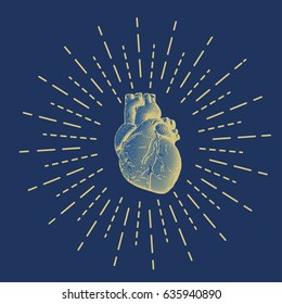 Gold engraving human heart illustration on dark blue background with shining star burst drawing