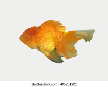 gold fish