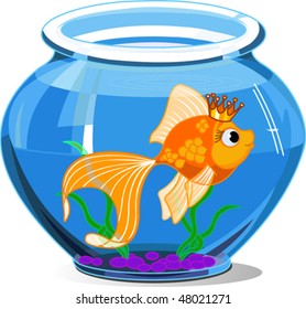 Gold fish in aquarium on white background