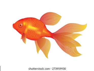 Gold Fish With Big Tail On White Background