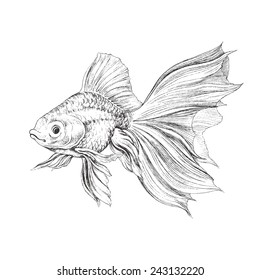 金魚イラスト の画像 写真素材 ベクター画像 Shutterstock