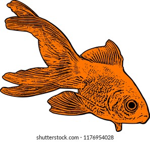 gold fish illustration - vector 