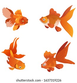 Gold fish isolated on white background, vector illustration of gold fish.