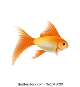 Gold fish. Isolated on white background. Stock vector illustration.