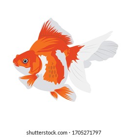 Oranda Goldfish Stock Vectors Images Vector Art Shutterstock