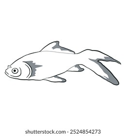 Boceto de pescado de oro 3 Vector aislado 