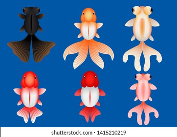 Gold fish top view graphic vector