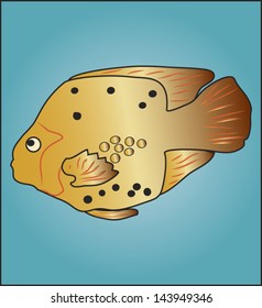 Gold fish vector illustration.