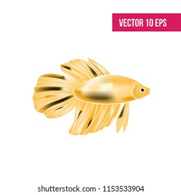 Gold Fish vector illustration on white background