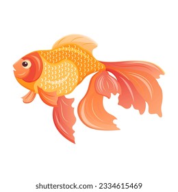 Gold fish. Vector illustration of a veiltail. Aquarium pet. Marine tropical animal.
