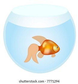 gold fish vector image