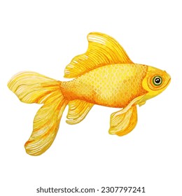 Gold fish watercolor style vector illustration isolated on white background. Aquarium gold fish tank with beautiful tail and paddles in yellow and orange. Tropical goldfish home pet, yellow fish