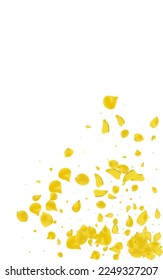 Gold Floral Summer Vector White Background. Fall Sakura Frame. Lemon Blossom Blur Poster. Yellow Flower Beauty Design.