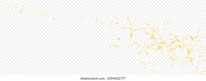 Gold Flower Fall Vector Panoramic Transparent Background. Delicate Beauty Lotus Texture. Light Peach Summer Backdrop. Yellow Petal Fly Wallpaper. Spring Blossom Poster.