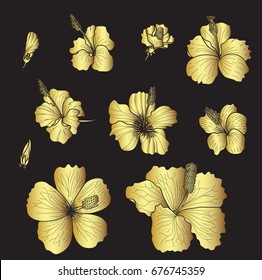 Gold flower vector set on black background,hibiscus vector Gold.