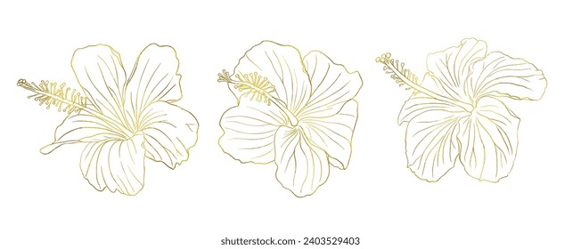 Gold foil tropical hibiscus flower set. Chinese rose flower. Hand drawn vector line art illustration for logo, card or invite, tea herbs hibiskus tea. Isolated on white background