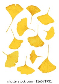 Gold ginkgo-leaf. Mature ginkgo leaves, showing a golden yellow color, you can use to show the breath of autumn in the packaging or posters.