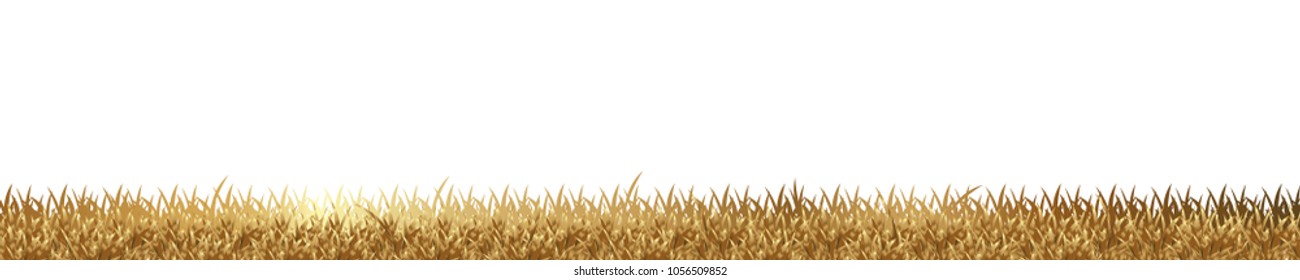 gold grass is longitudinal to use as a design element isolated on white background Vector for artwork & Magazine background
