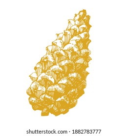 Gold Hand-drawn vector illustration. Golden Pine cones of cedar spruce.

