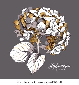 Gold Hydrangea flower and leaves on a gray background. Vector illustration. 