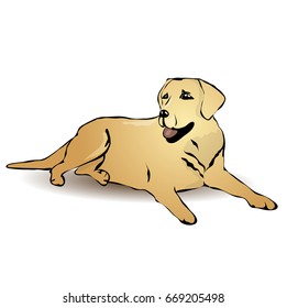 Gold labrador lying. Vector illustration