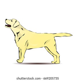 Gold labrador stand on the white background