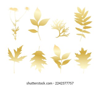 Gold leaves isolated , set leave and camomile, white background. Vector illustration